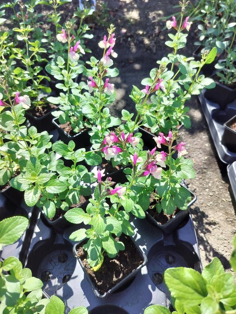 Salvia microphylla Melba Magic Raspberry, Ophalen, Bodembedekkers, Volle zon, Vaste plant