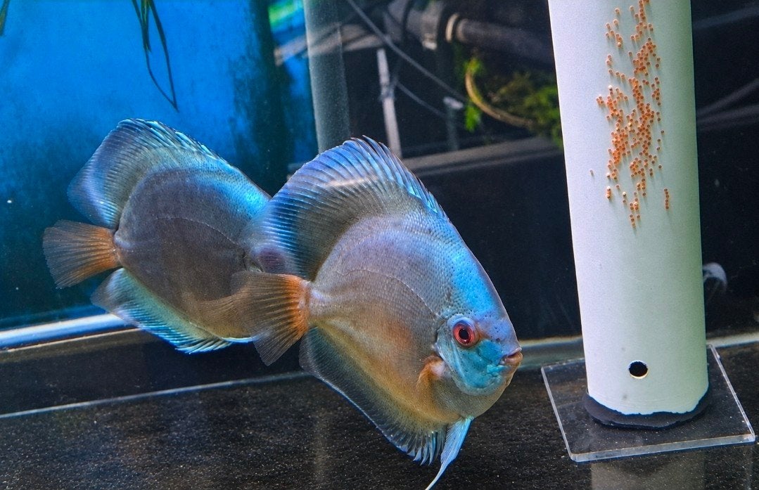 couple discus blue diamond, Dieren en Toebehoren