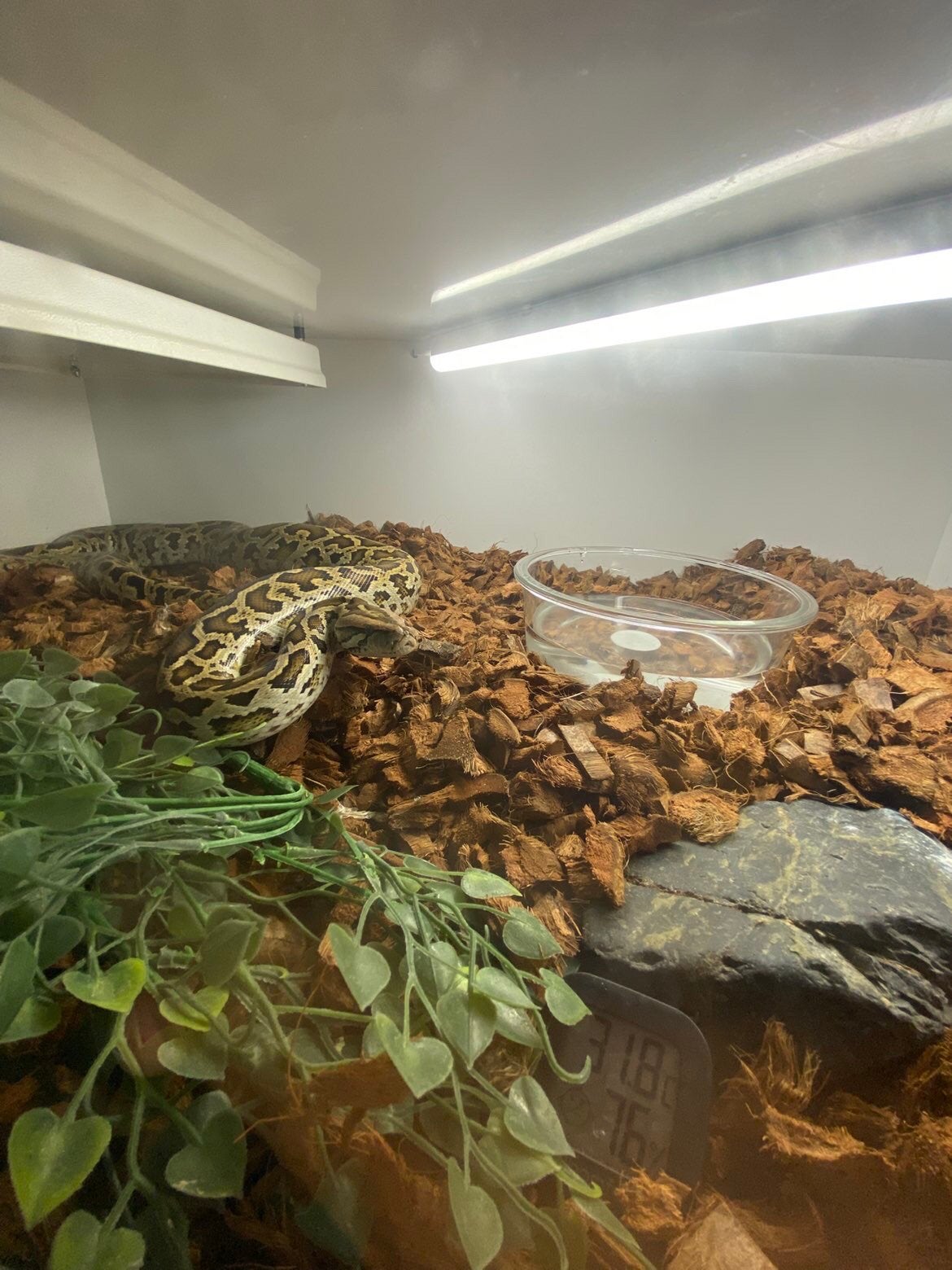 tijgerpython + terarium, Dieren en Toebehoren, Vogels | Overige Vogels, Tam