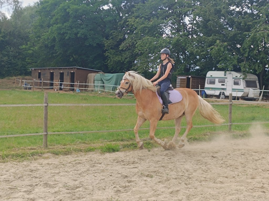 Bijrijder gezocht, Dieren en Toebehoren, Minder dan 160 cm, Met stamboom, Ruin, L