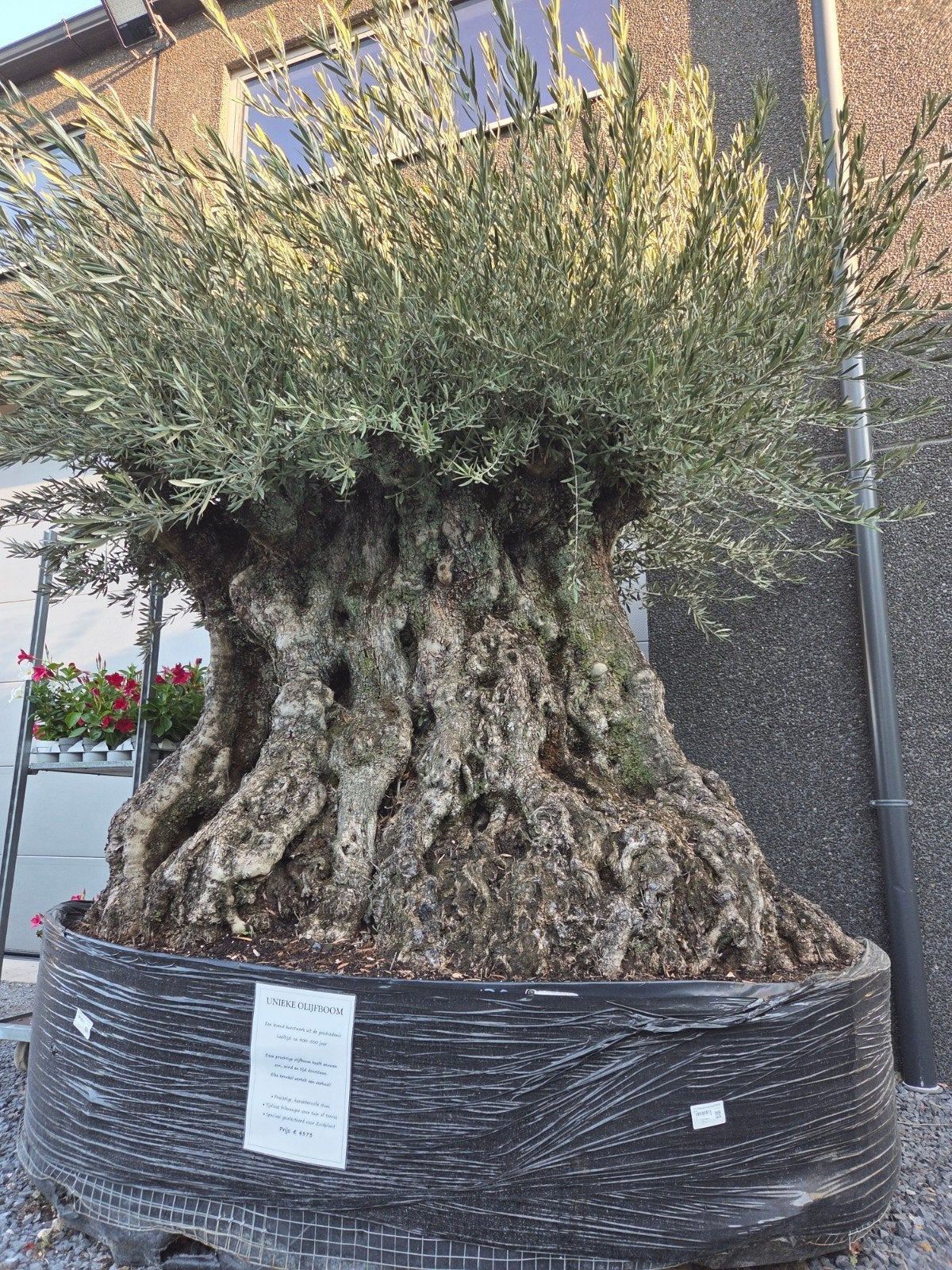 Unieke olijfboom Bonsai, Tuin en Terras, Planten | Bomen, Ophalen, Olijfboom