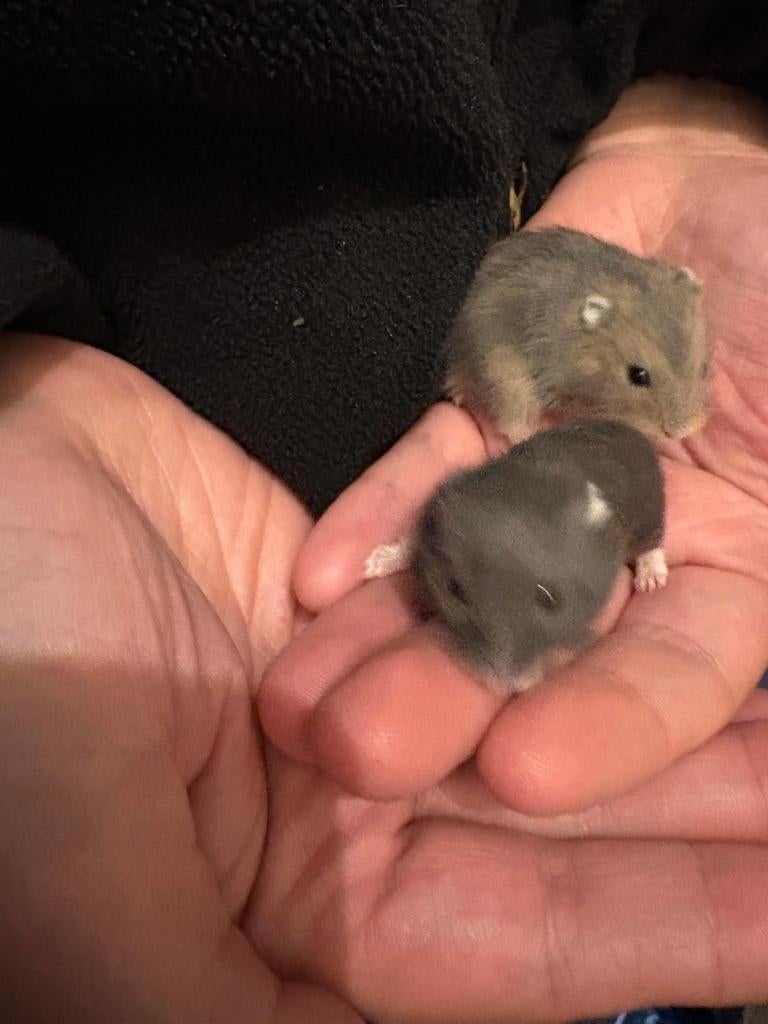 Hand tamme baby Hamsters  2026, Dieren en Toebehoren