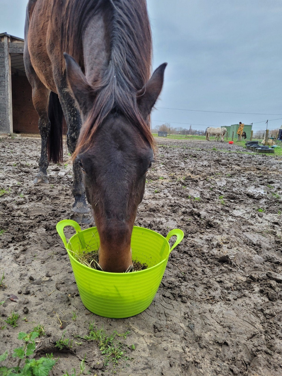 Aangeboden: Merrie van 2013 NRPS Sammalis van het Waterhof, Dieren en Toebehoren, Paarden, Merrie, Met stamboom, M, Dressuurpaard
