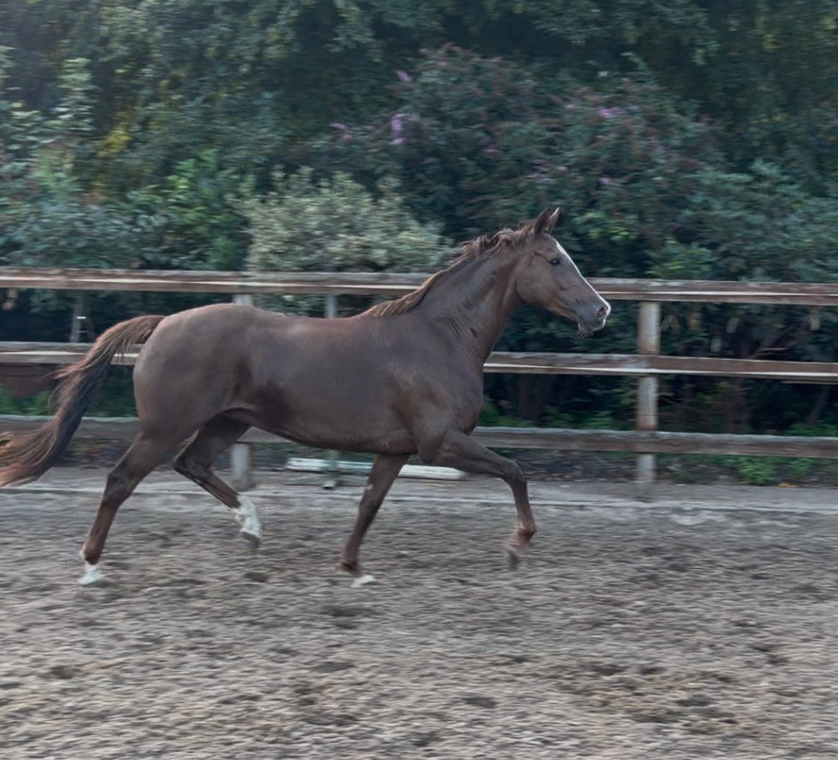 Koffievos 9 jaar, Cheval de dressage, Débourré, Avec pedigree, 160 à 165 cm