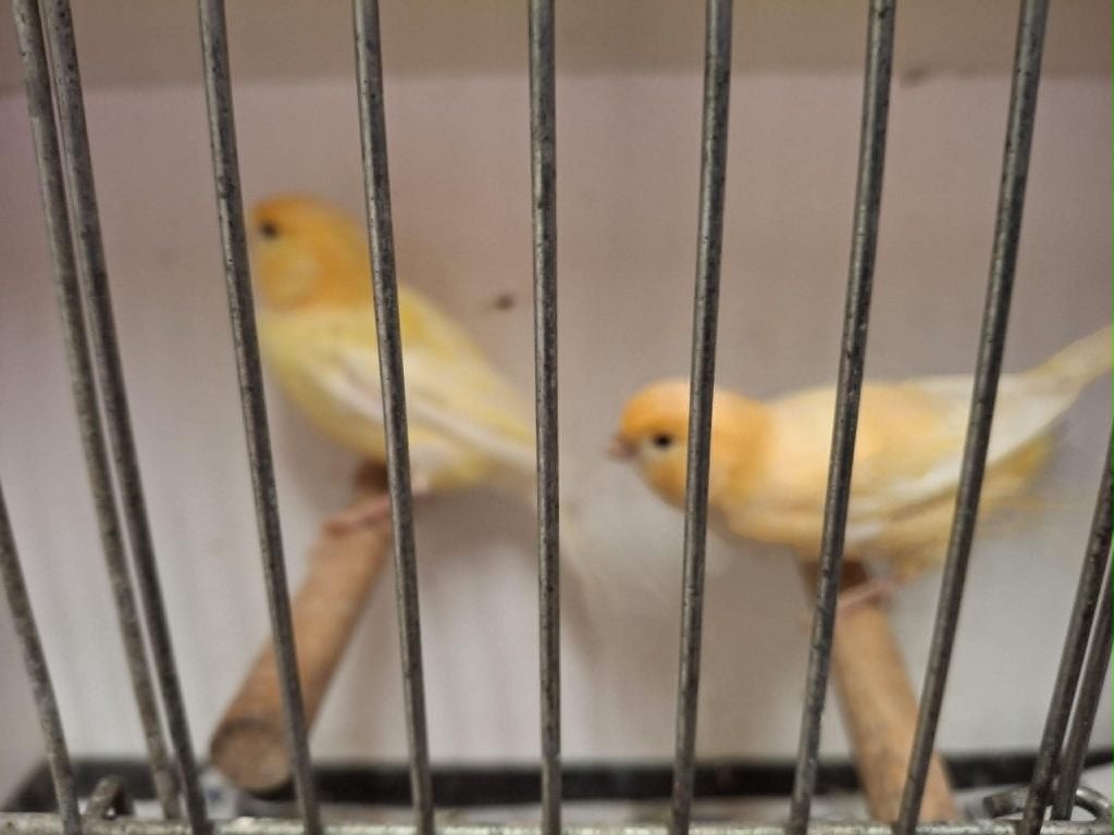 mooi koppel kanaries, Dieren en Toebehoren, Vogels | Kanaries