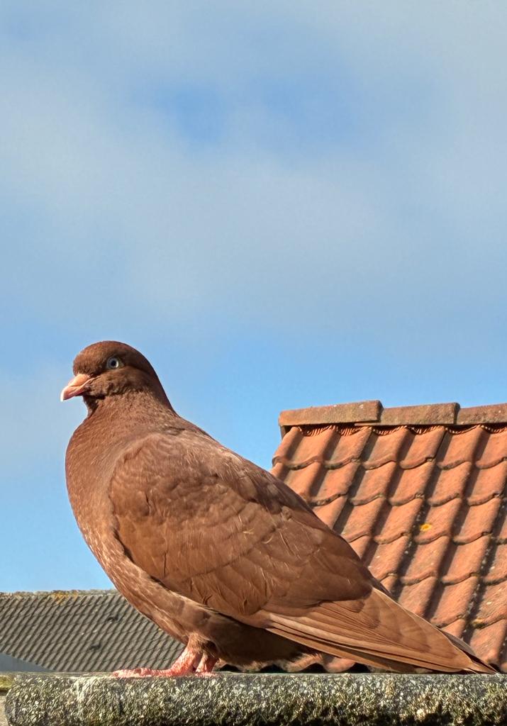 Belgische tuimelaar doffer, Animaux & Accessoires, Oiseaux | Pigeons, Mâle, Pigeon culbutant ou Roller