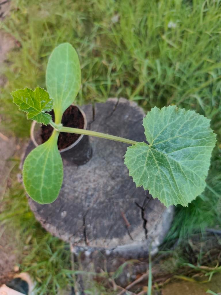 Black Beauty | Courgette Planten, Tuin en Terras, Ophalen