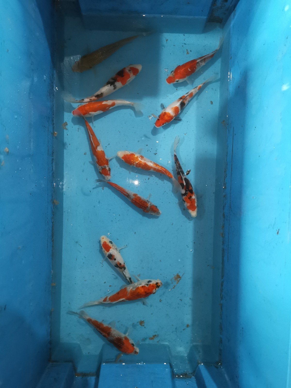 Lot Japanse koi's