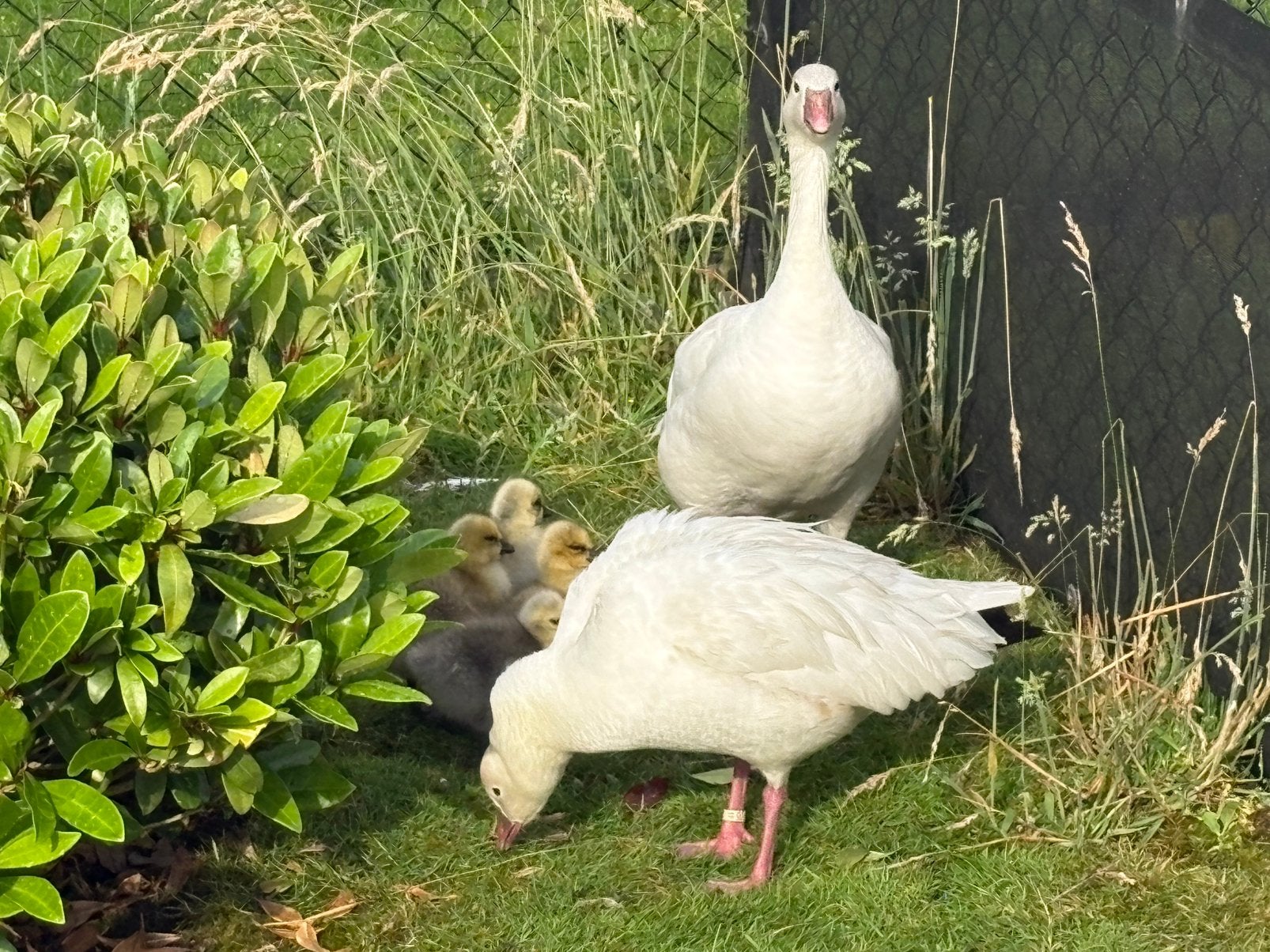 Ross ganzen, Plusieurs animaux, Oie ou Cygne
