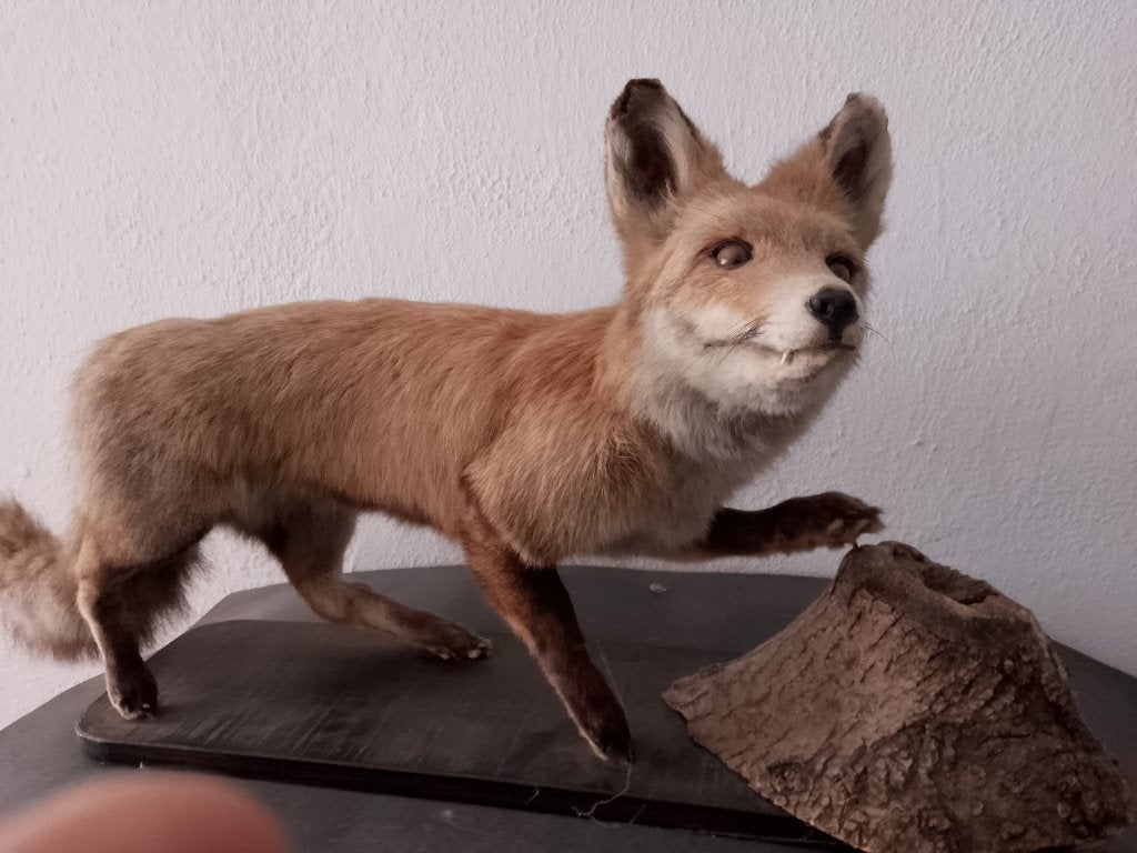 beau renard empaillé.monté sur socle en chêne, Verzamelen, Dierenverzamelingen, Ophalen