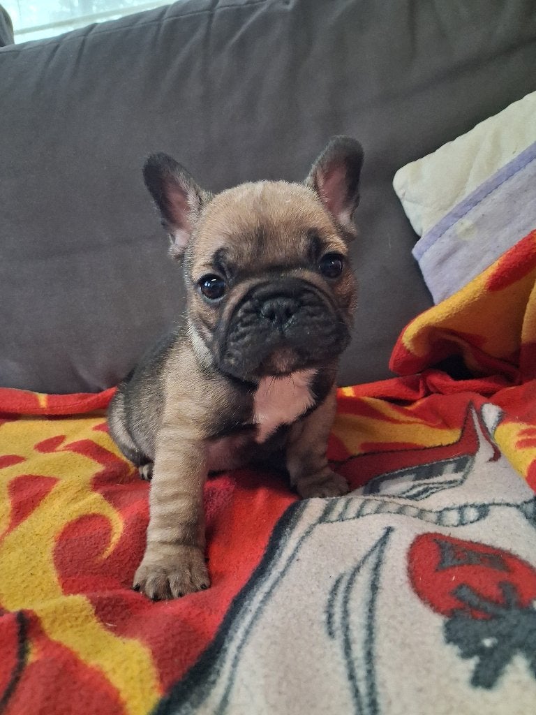 Frans bulldog reutje, Dieren en Toebehoren, België, Particulier, Reu, 8 tot 15 weken