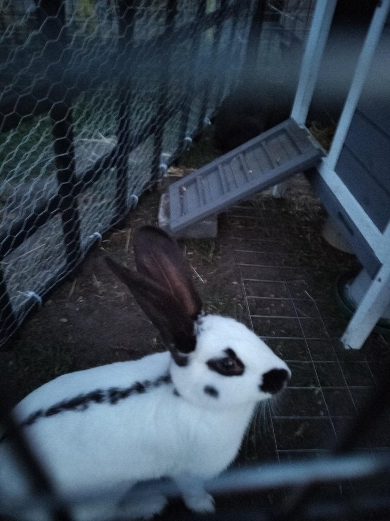 2 Reuzevlinder Lotharinger voedsters, Dieren en Toebehoren, Konijnen, Vrouwelijk, Groot, 0 tot 2 jaar