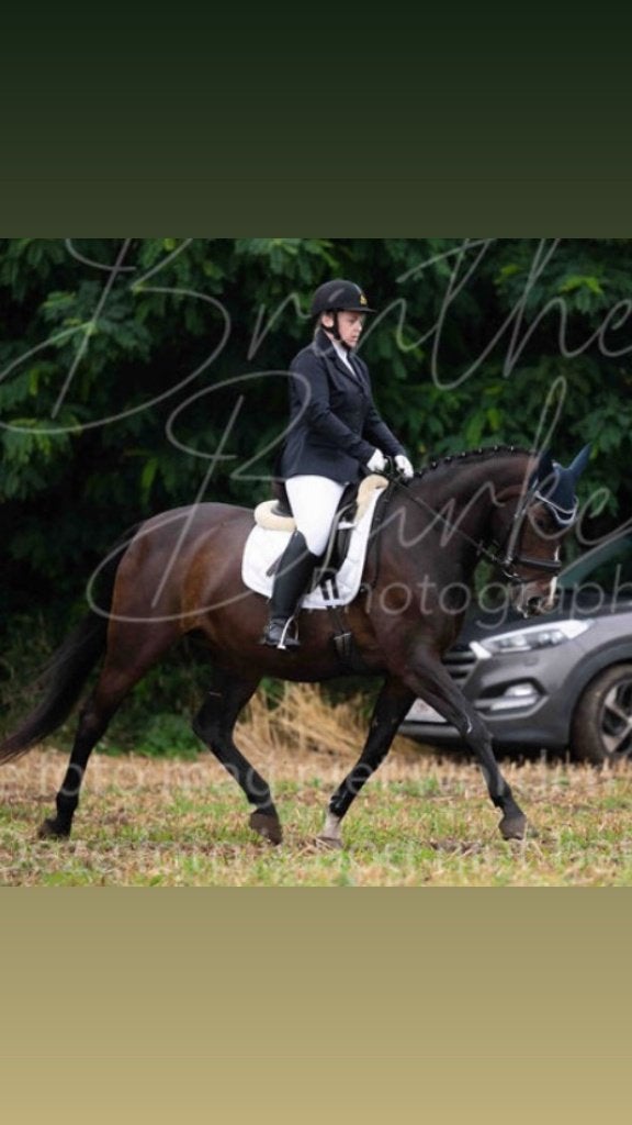 Brave, kindvriendelijke leermeester, Animaux & Accessoires, Chevaux, Avec pedigree, Z, 11 ans ou plus, 160 à 165 cm