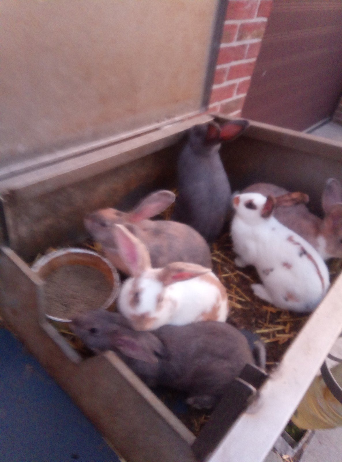 vleeskonijnen, Animaux & Accessoires, Lapins