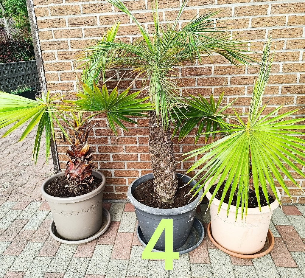 Palmiers, Jardin & Terrasse, En pot, 100 à 250 cm, Plein soleil, Enlèvement