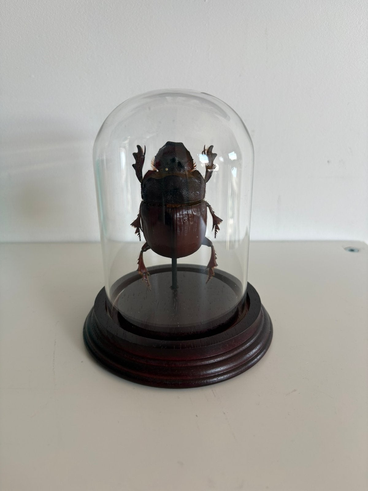 Cabine de curiosité, Enlèvement, Comme neuf, Insecte, Animal empaillé