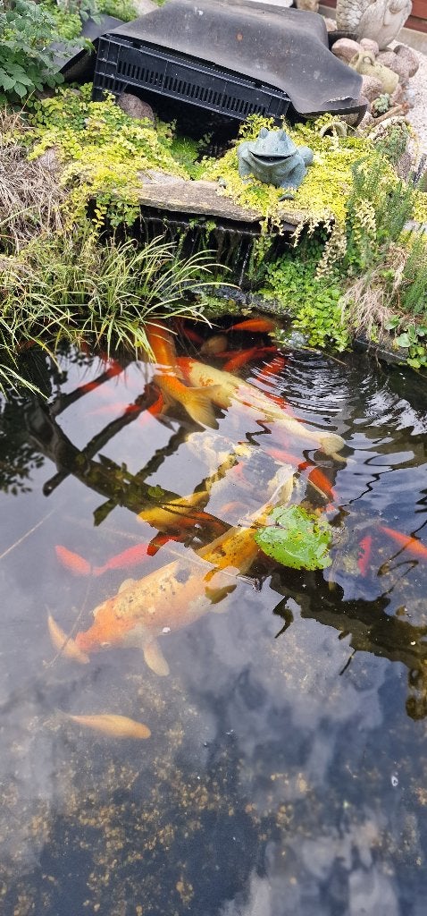 Prachtige gezonde Koi vissen en goudvissen te koop., Animaux & Accessoires, Poissons | Poissons d'étang, Carpe ou Koï