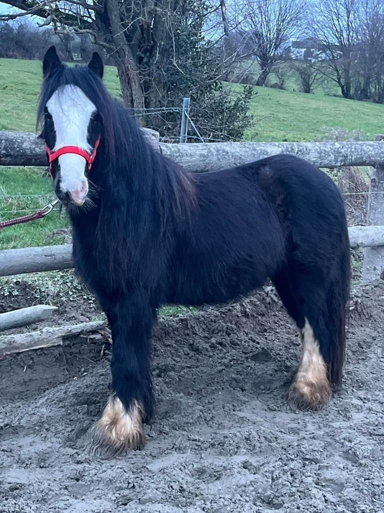 Tinker, Poney C (1.27 m à 1.37m), Poney de récréation, Avec pedigree, Étalon