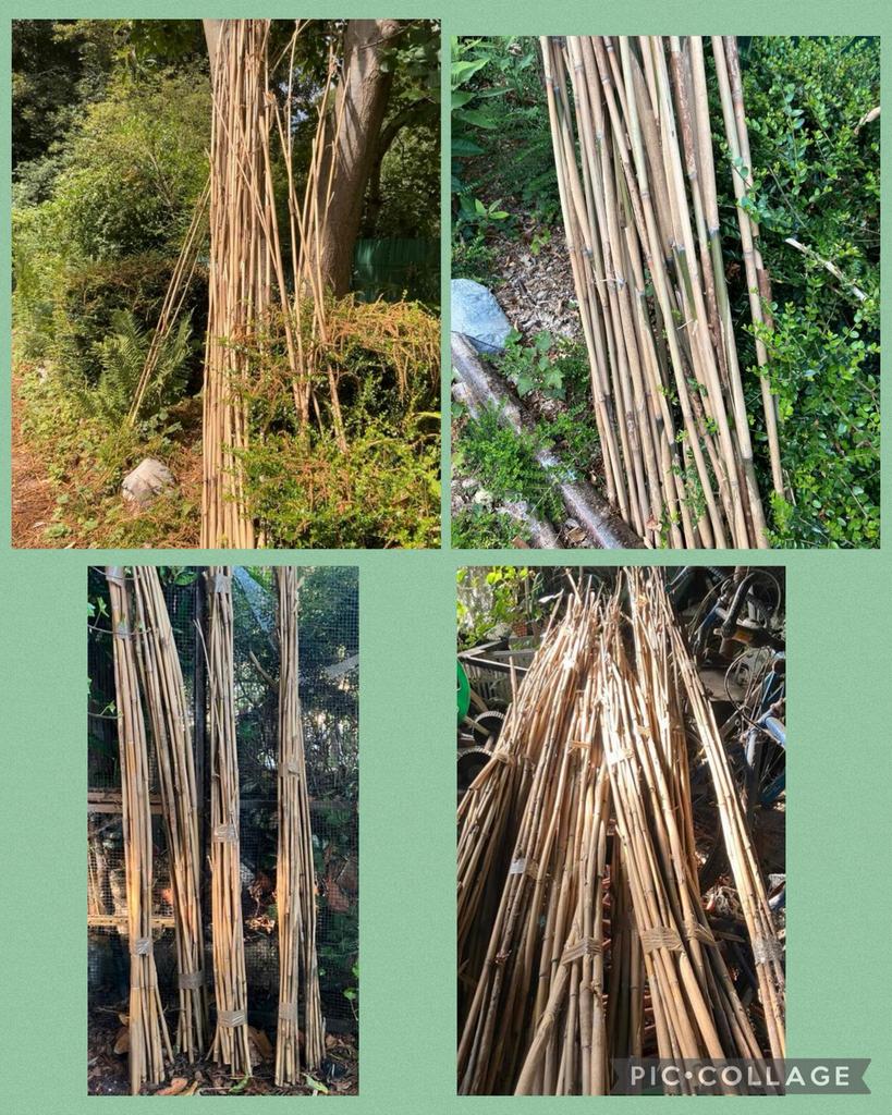 Bamboestokken en tuinplanten, Tuin en Terras, Planten | Tuinplanten, Ophalen, Bodembedekkers