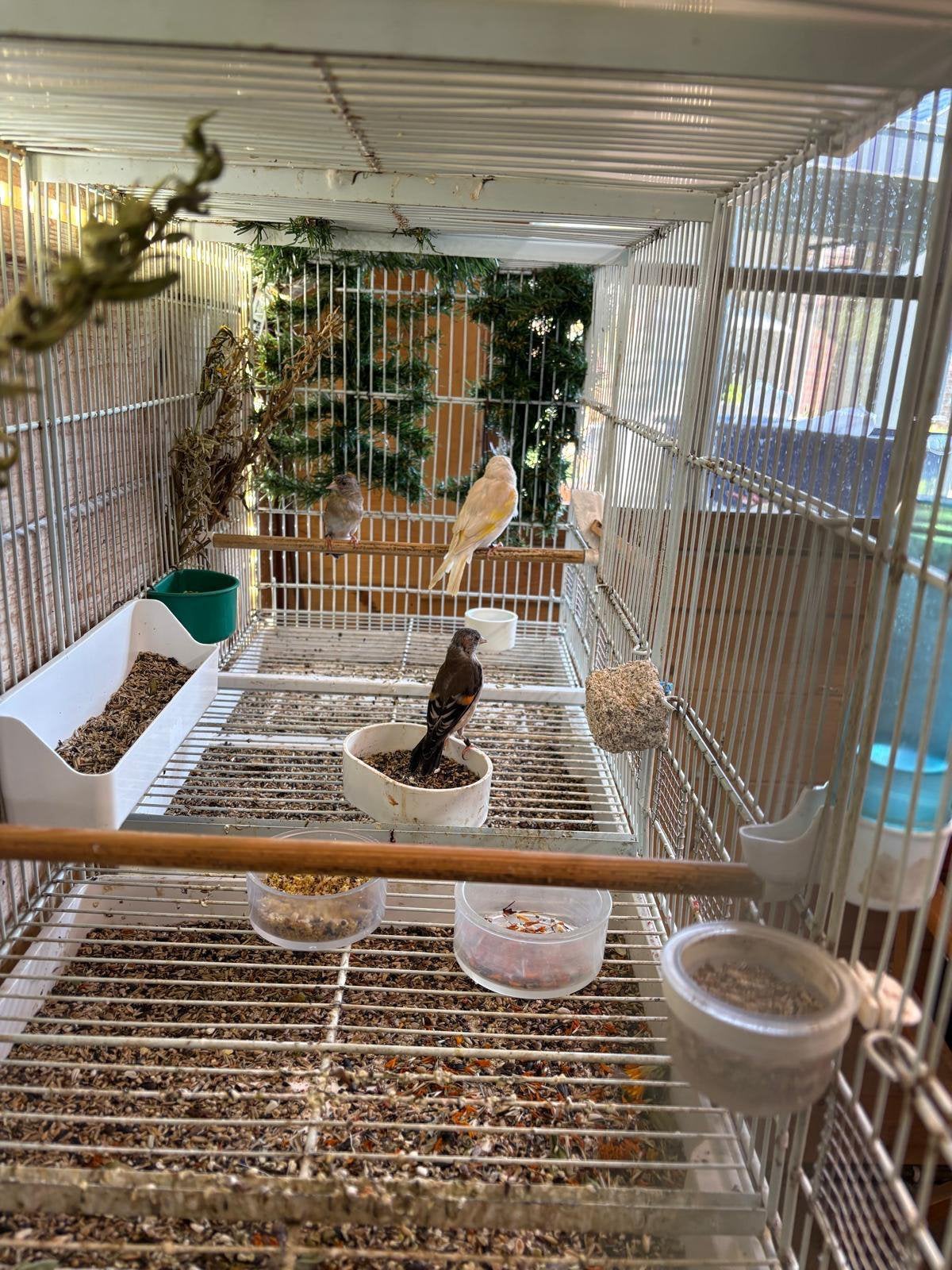 Kruisingen popjes, Dieren en Toebehoren, Vrouwelijk, Wildzangvogel, Geringd