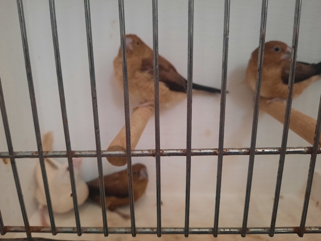 Zilverbek, Meerdere dieren, Tropenvogel, Geringd