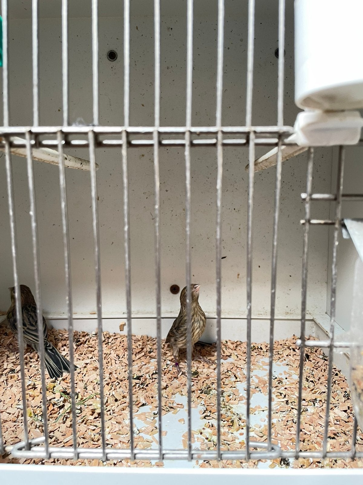 Kanarie, Dieren en Toebehoren, Vogels | Kanaries, Geslacht onbekend