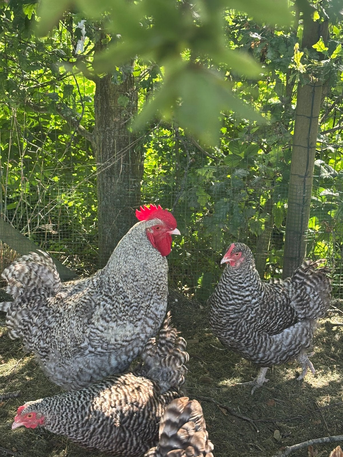 Élevage de coucous de Malines, Plusieurs animaux, Poule ou poulet