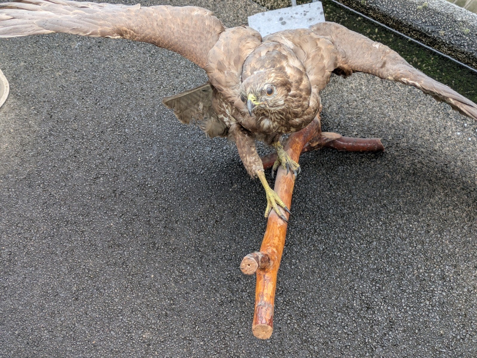 opgezette valk, Dieren en Toebehoren