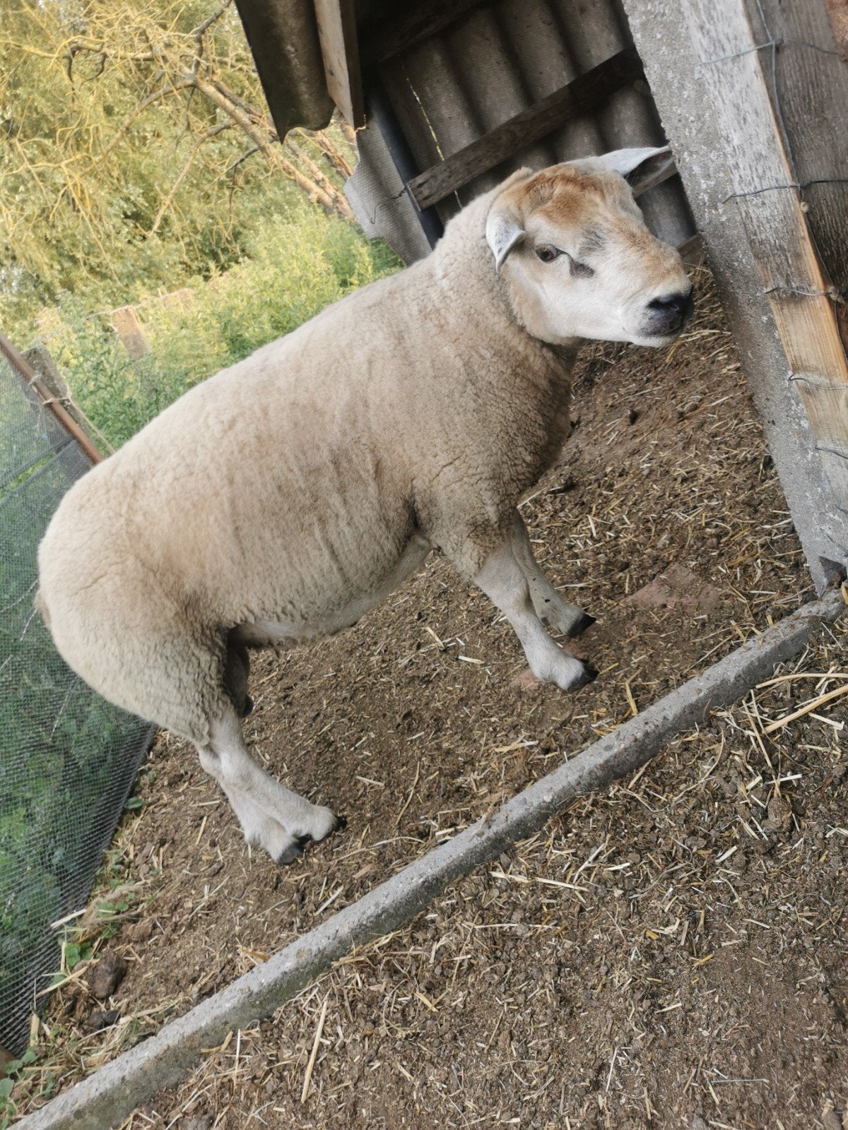 bélier texel de 2024.tres fort.