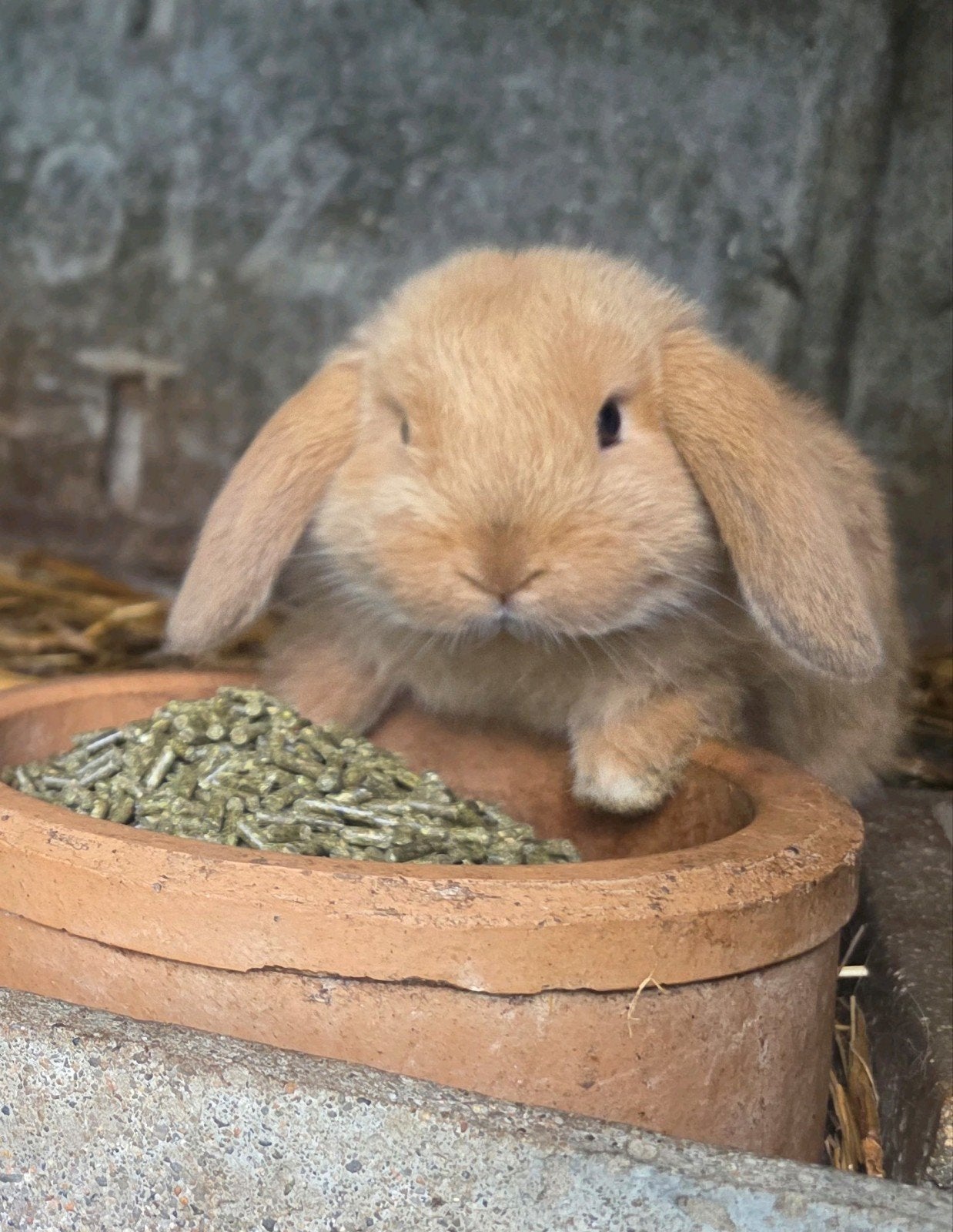 Hangoor konijntje, NHD.( enkele vaccin 35€), Dieren en Toebehoren, Konijnen, Meerdere dieren, Klein, Hangoor, 0 tot 2 jaar