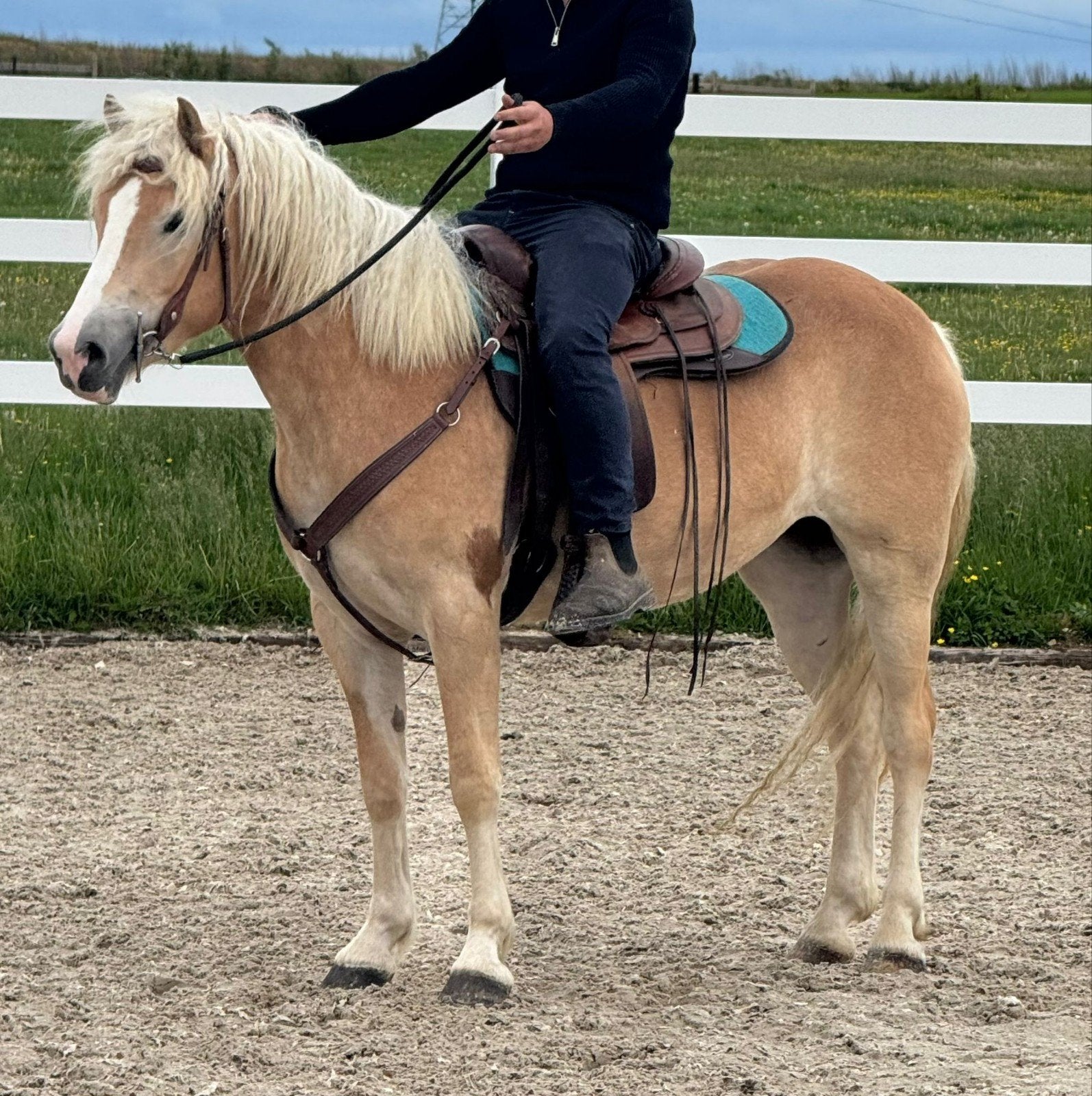 zeer mooie 3 jarige haflinger merrie grote maat, Dieren en Toebehoren, Paarden, Merrie, Zadelmak, Minder dan 160 cm, 3 tot 6 jaar