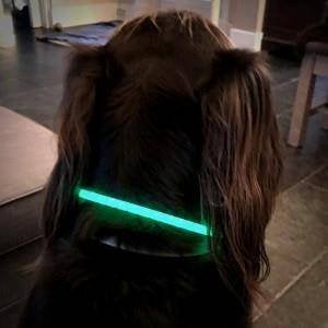 Led verlichtingsbuis voor de hond usb oplaadbaar, Ophalen of Verzenden, Nieuw
