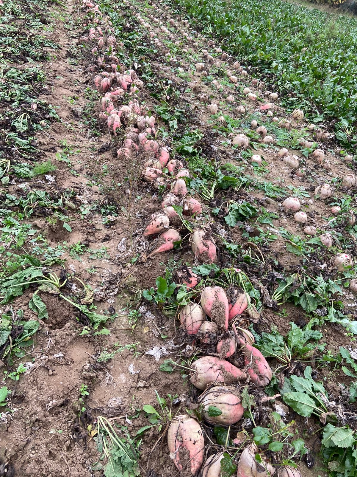 voederbieten
