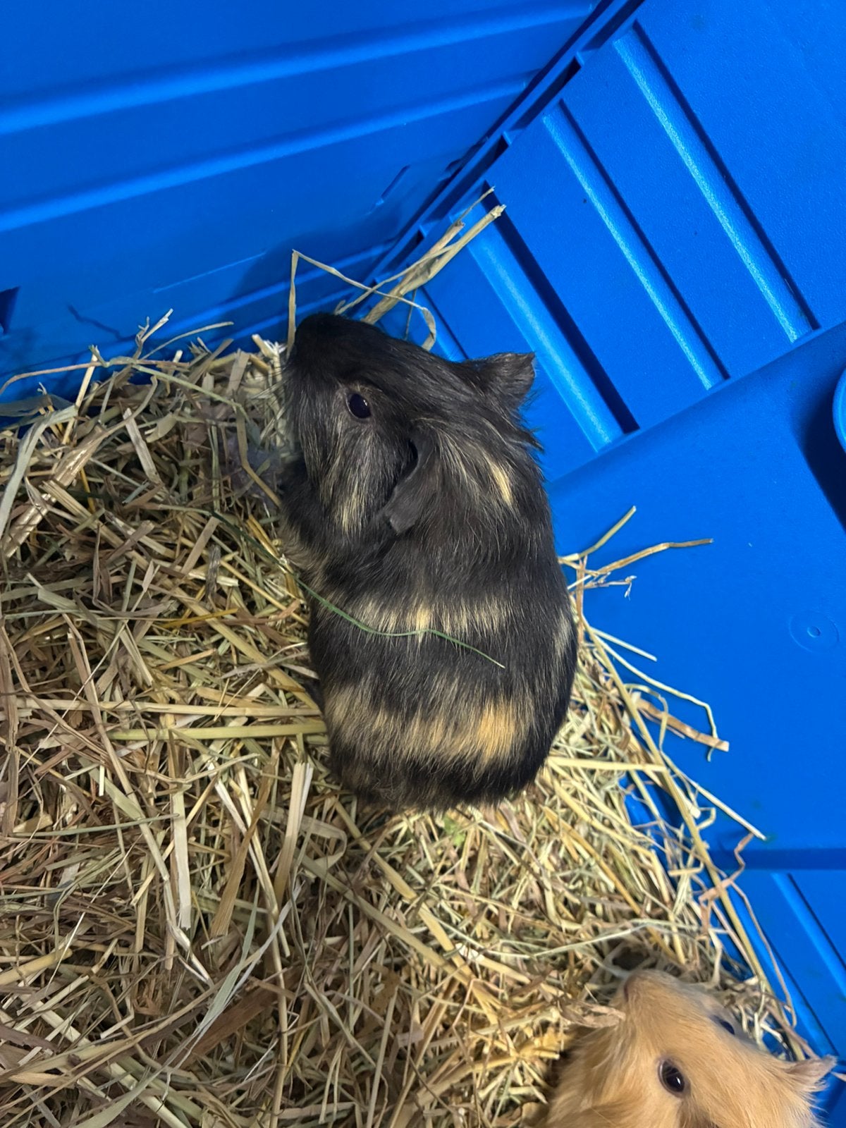 Cavia mannetjes, Dieren en Toebehoren, Cavia, Mannelijk, Mei, Tam
