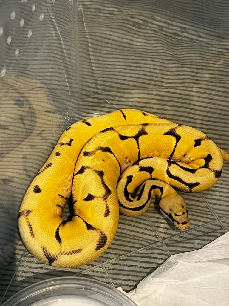 1.0 Desert Ghost Super Pastel Enchi Spider poss Confusion, Dieren en Toebehoren, Reptielen en Amfibieën