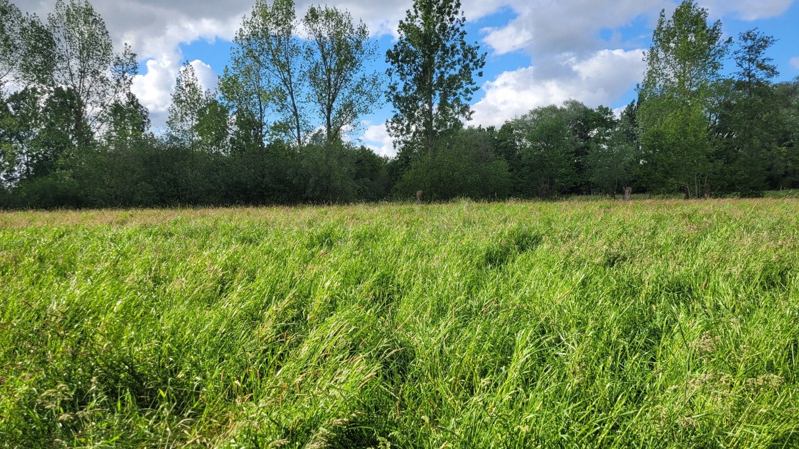 Pâturage à vendre à Puurs