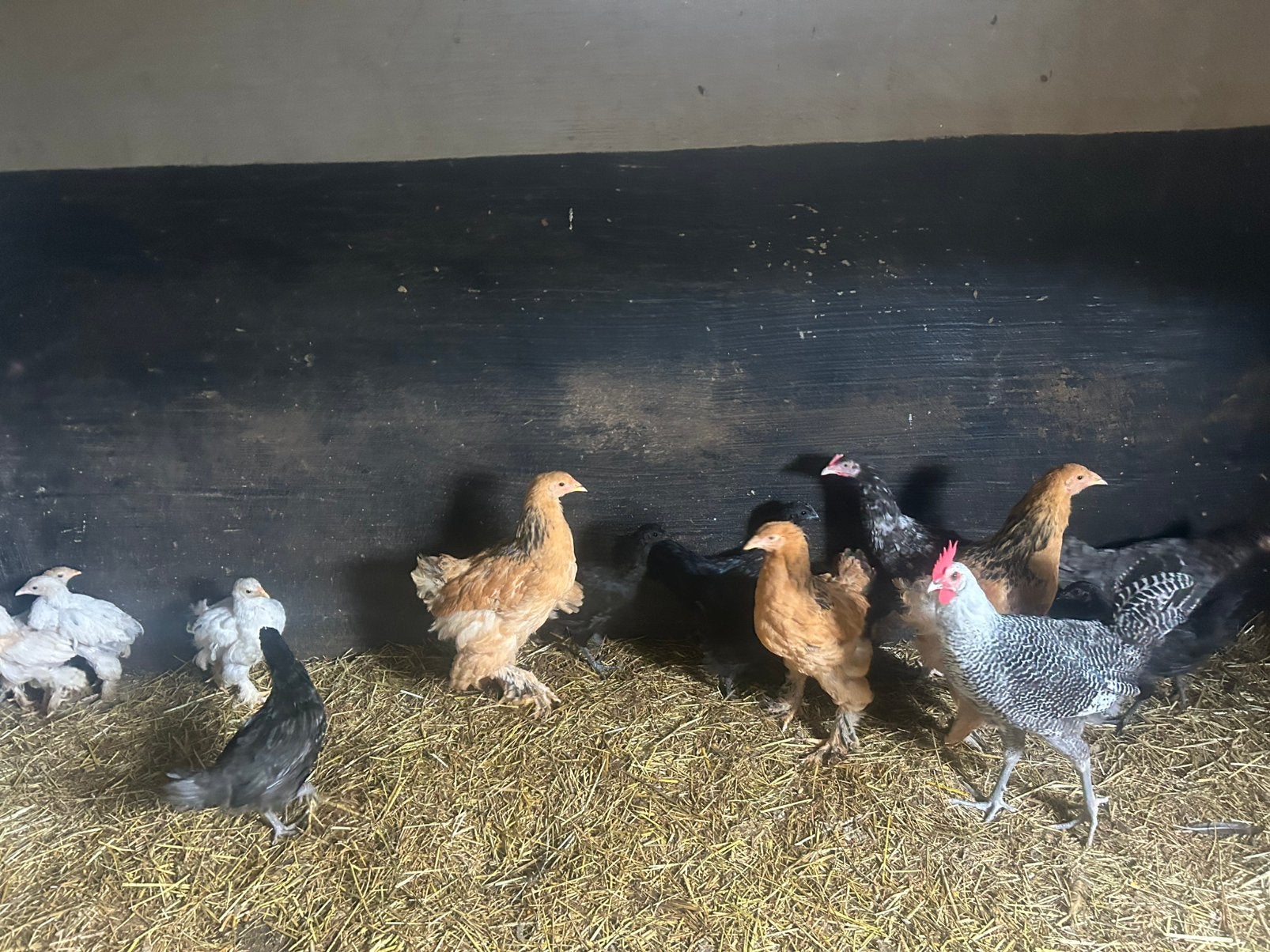 Kippen te koop, Dieren en Toebehoren, Pluimvee, Meerdere dieren, Kip