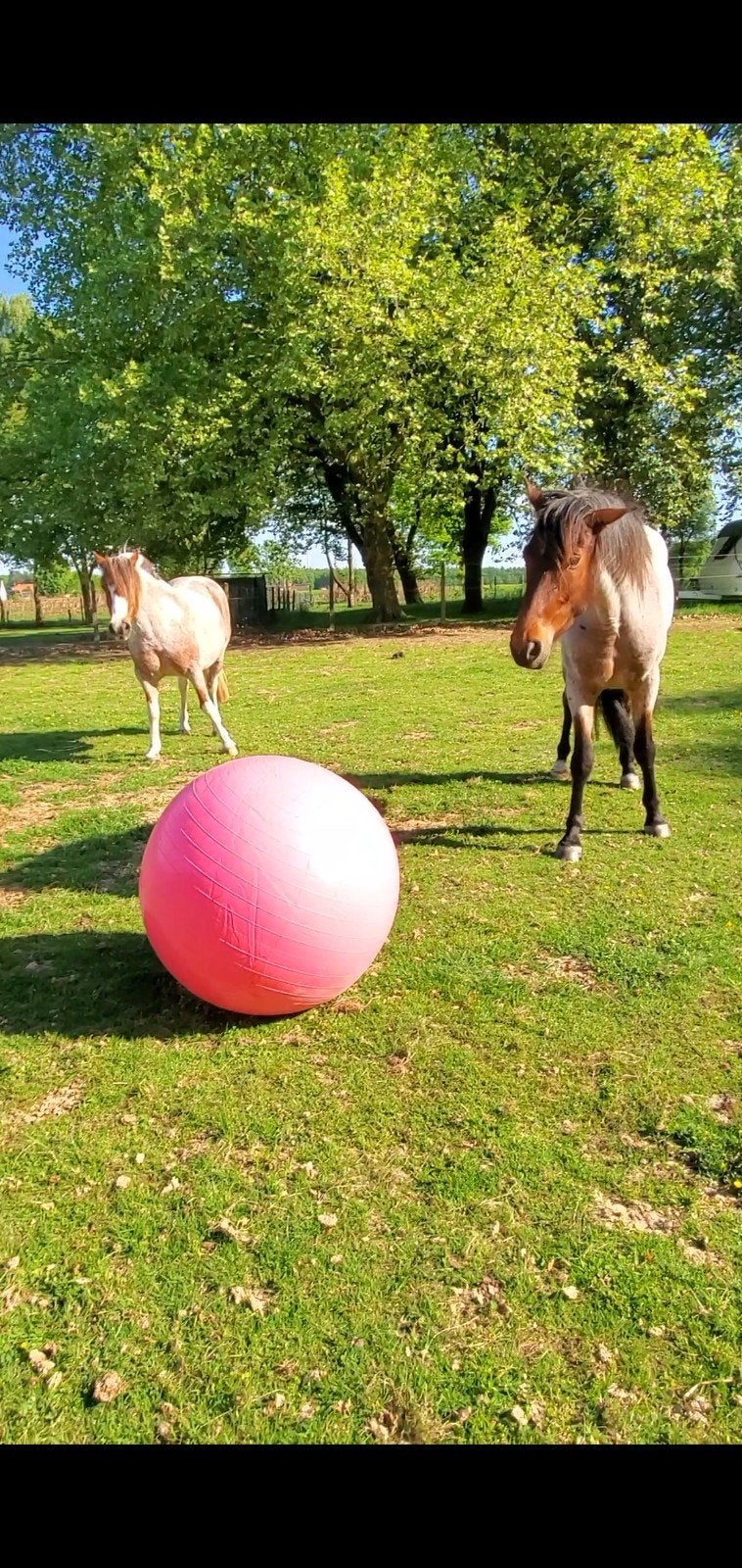 Roze grote speelbal. 25 euro, Harry's Horse, Ophalen of Verzenden, Zo goed als nieuw