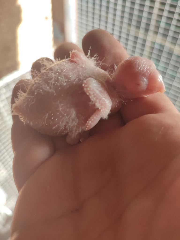 frontalis fallow au nids, Animaux & Accessoires, Sexe inconnu, Perroquet, Bagué