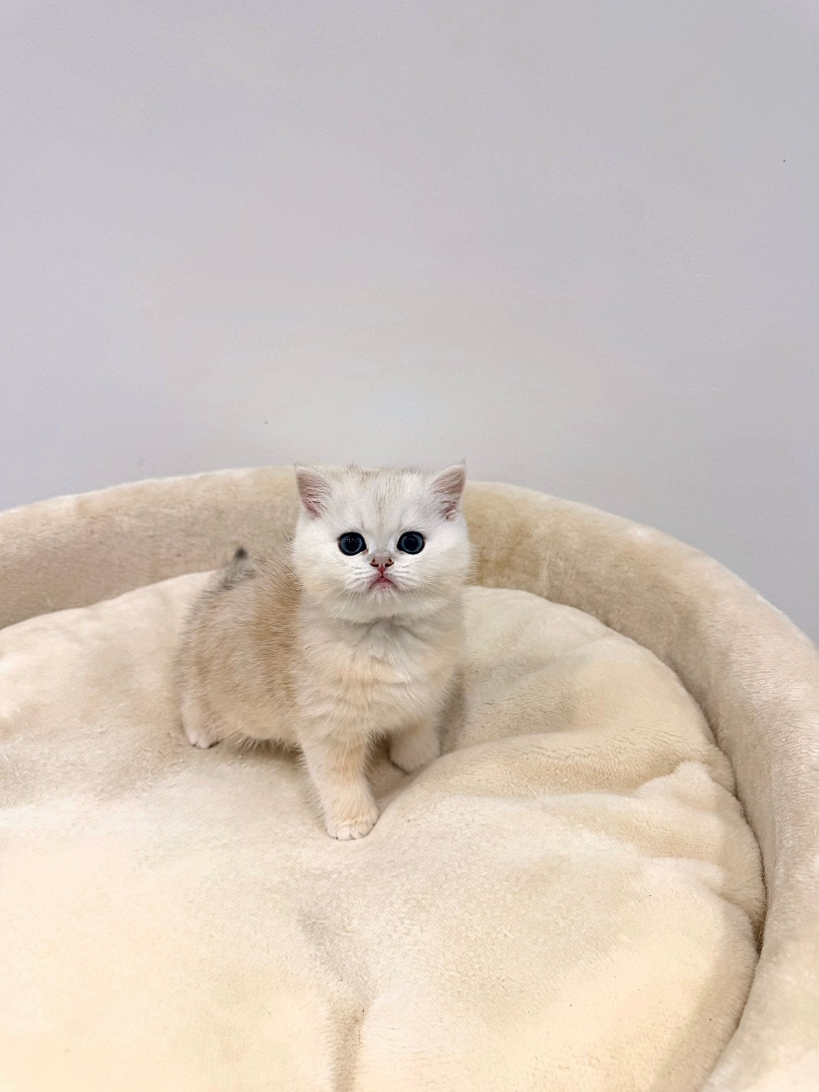 Brits korthaar kittens black silver shaded met stamboom, Dieren en Toebehoren, Kater, Met stamboom, 0 tot 2 jaar