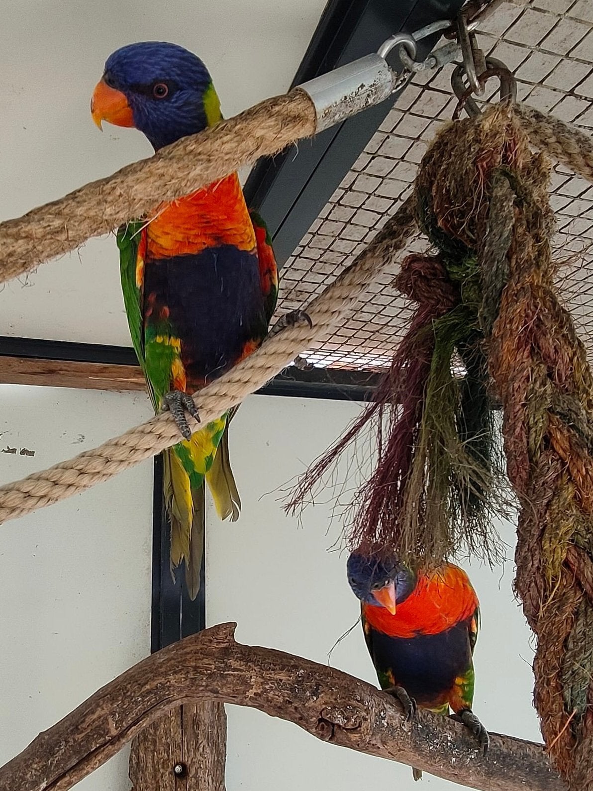 Jonge lori’s van de blauwe bergen met DNA, Plusieurs animaux, Perroquet, Bagué