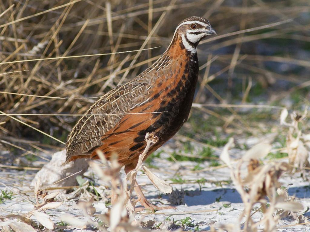 harlekijn- en europese kwartel, Dieren en Toebehoren, Vogels | Overige Vogels, Wildzangvogel, Meerdere dieren, Geringd