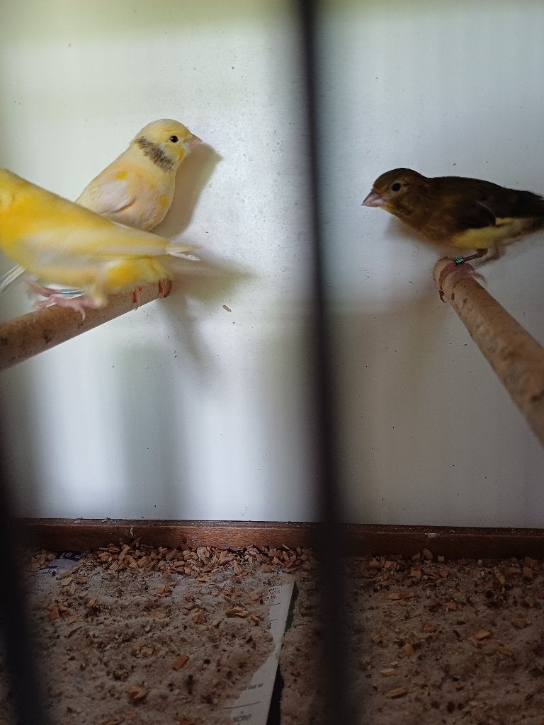 Dieren en benodigheden, Dieren en Toebehoren, Vogels | Kanaries, Meerdere dieren, Kleurkanarie