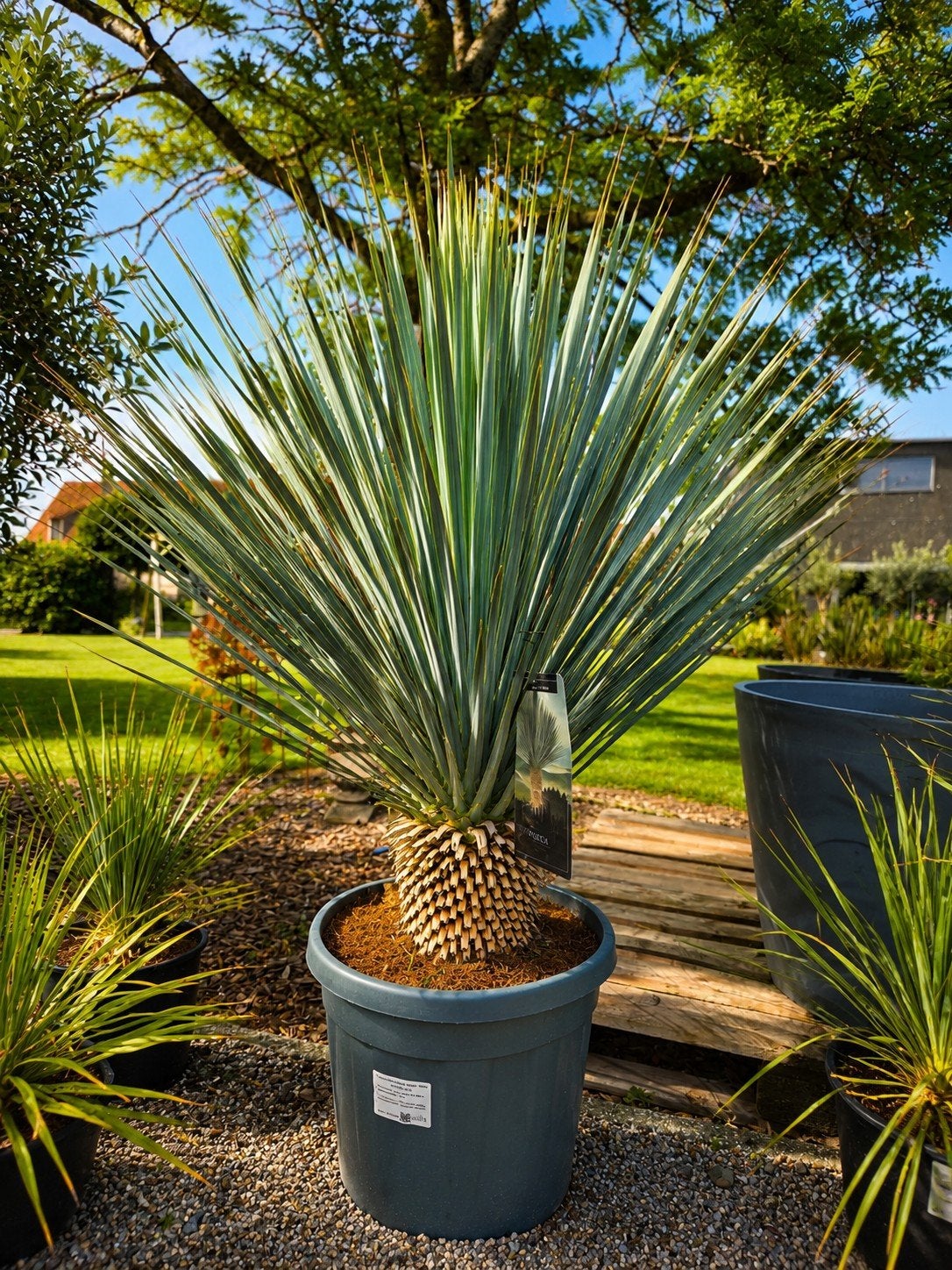 Yucca Rostrata - palmlelie, Tuin en Terras, Planten | Tuinplanten, Ophalen