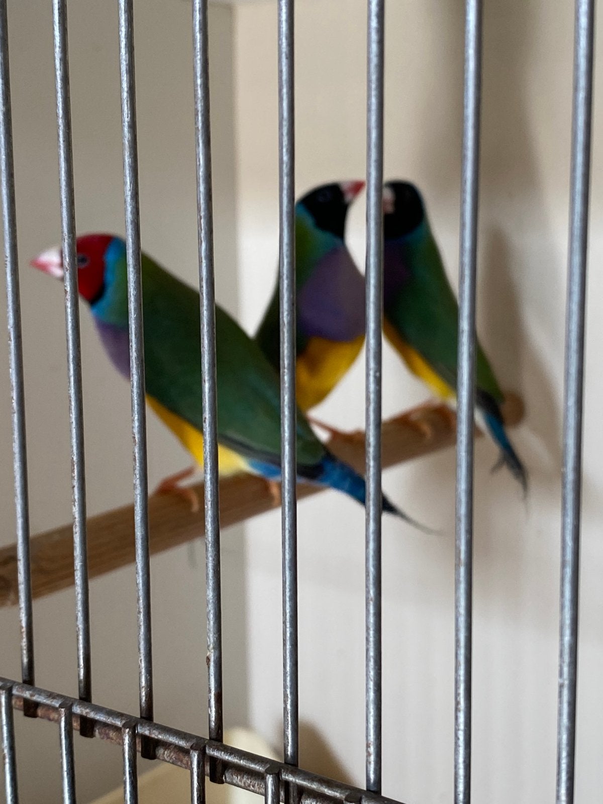 Gouldamadines, Dieren en Toebehoren, Mannelijk, Tropenvogel