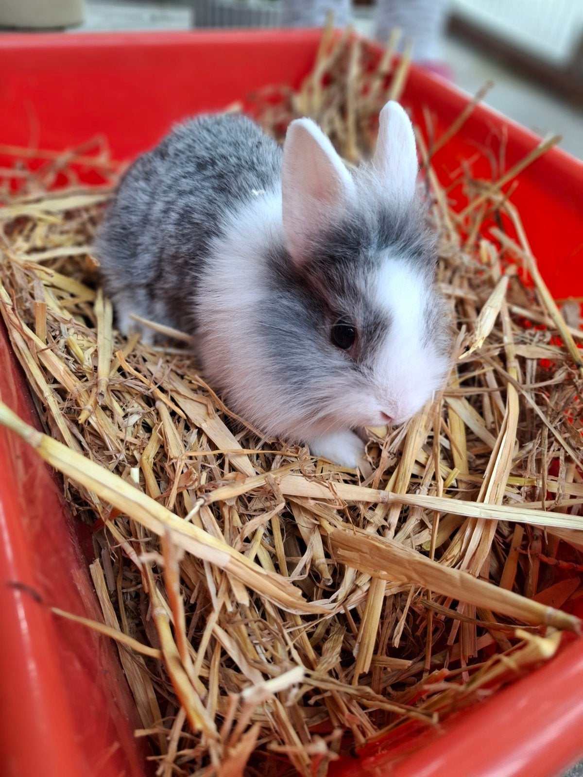 Babykonijntjes leeuwenkopje
