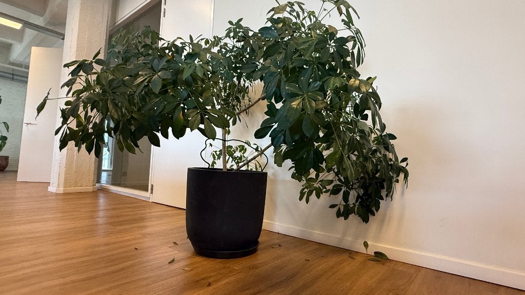 Grote Schefflera vingersboom met zwarte sierpot, Ophalen, Overige soorten, In pot
