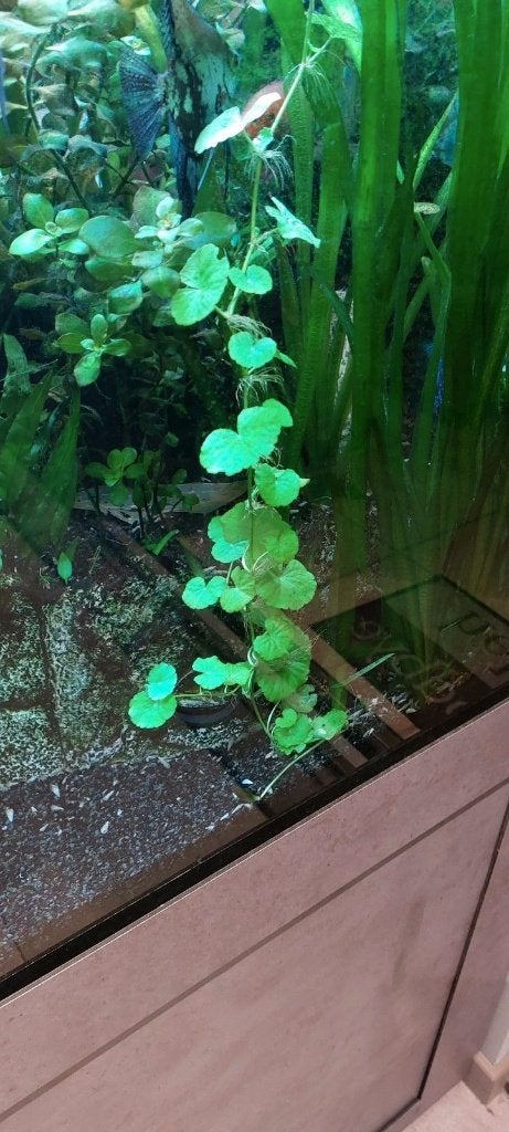 De planten-emmertjes zijn er weer => diverse plantensoorten, Dieren en Toebehoren, Overige typen, Zoetwatervis