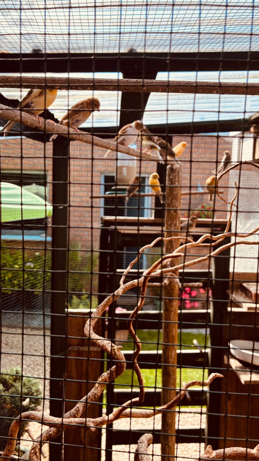 Cages à oiseaux et tous les autres attributs liés à, Enlèvement, Utilisé