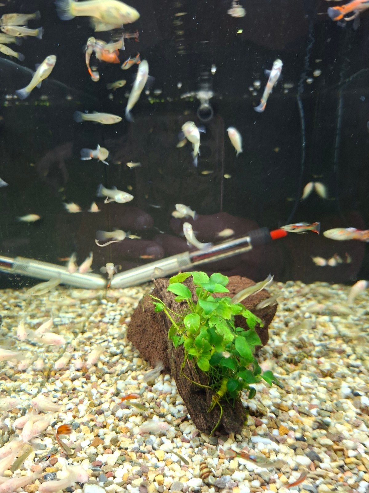 Endlers 1.euro per stuk, Dieren en Toebehoren